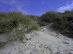 D�nenlandschaft Henne Strand / Daenemark
